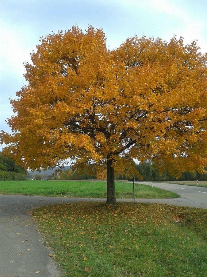 Galerie Ueber Den Gaerten Herbolzheim Eksteriør billede